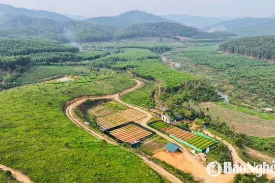 Nghệ An: Kiểm tra, xử lý tồn tại ở các quy hoạch vùng nguyên liệu gỗ