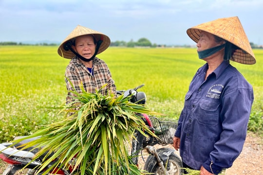 Nhiều diện tích lúa xuân mất mùa