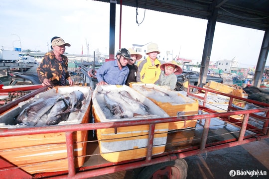 Một tàu cá của Ngư dân Nghệ An trúng đậm mẻ cá thu trị giá 700 triệu đồng