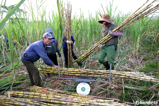 Nông dân một xã ở Nghệ An thu 300 triệu đồng/ha từ trồng mía giải khát