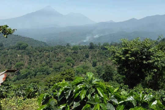 Giá cà phê hôm nay 10/5/2025: Tăng nhẹ trở lại