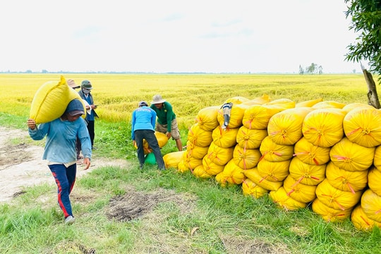 Giá lúa gạo hôm nay 9/5/2025: Lo ngại vì căng thẳng Ấn Độ Pakistan
