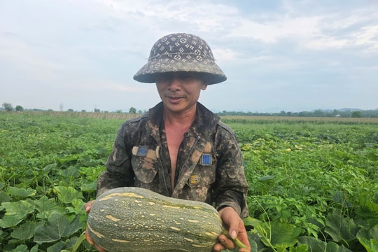 Nông dân Nghệ An thu nhập khá từ trồng bầu mật 'khổng lồ'