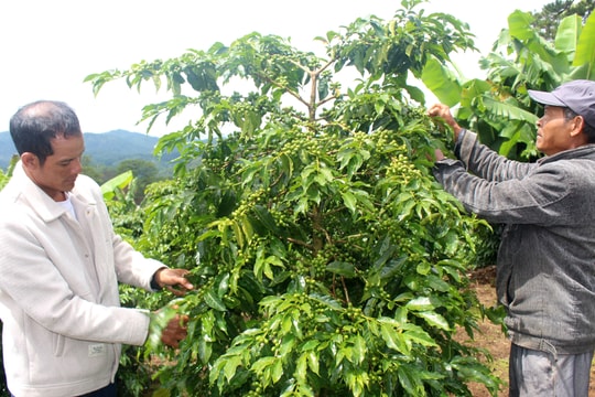 Giá cà phê hôm nay 11/5/2025: Giảm nhẹ cuối tuần