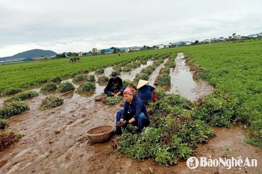 Lạc vụ Xuân mất mùa, nông dân Nghệ An thất thu