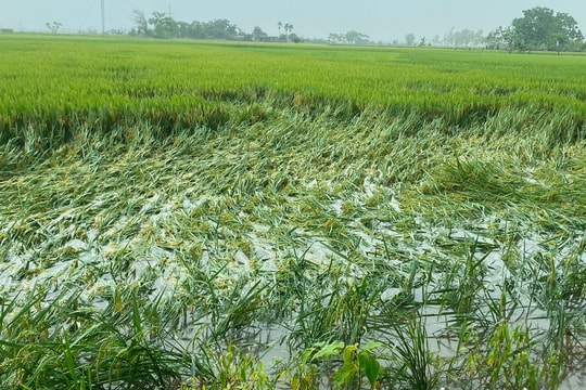 Nhiều diện tích lúa xuân của Nghệ An bị ngập úng và đổ gãy do mưa lớn và giông lốc