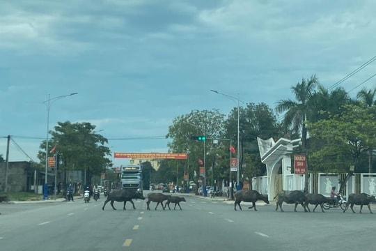 Cần xử lý nghiêm tình trạng thả rông trâu, bò mất an toàn giao thông ở Nghệ An