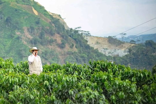 Giá cà phê hôm nay 12/5/2025: Giảm nhẹ tuần qua