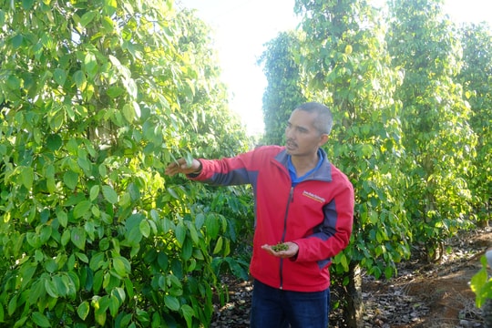 Giá tiêu hôm nay 12/5/2025: Một tuần giảm mạnh