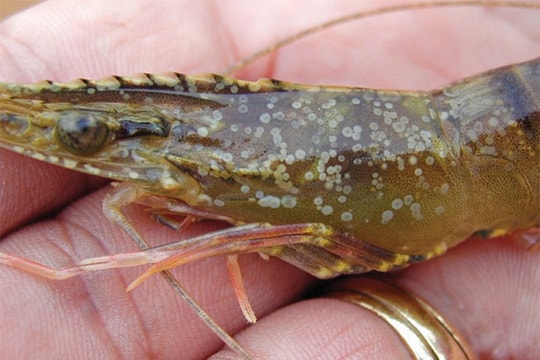 Nhiều diện tích tôm nuôi của Nghệ An bị bệnh đốm trắng