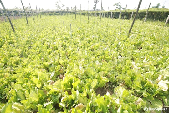 Mưa trái mùa, rau xanh ở Nghệ An rớt giá
