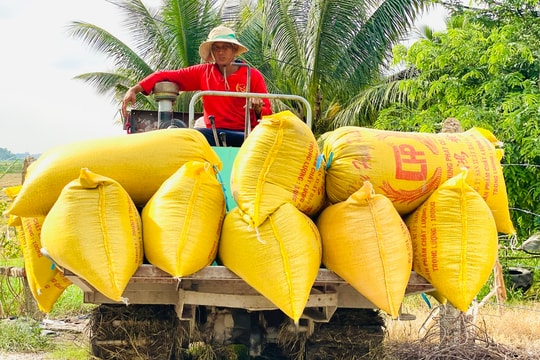 Giá lúa gạo hôm nay 12/5: Giữ mức ổn định