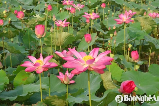 Thơm ngát hương sen trên quê Bác