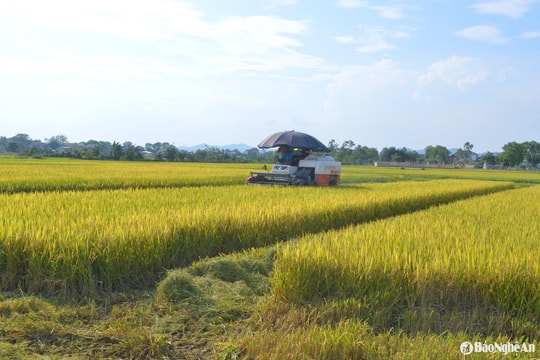 Nông dân Nghệ An tranh thủ thu hoạch lúa xuân, tránh dông lốc
