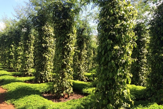 Giá tiêu hôm nay 14/5/2025: Giữ giá mức cao