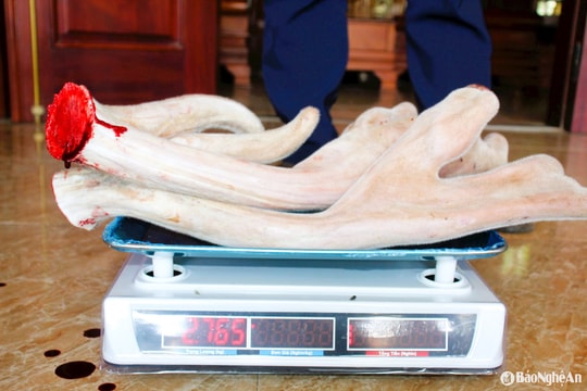 Cặp nhung hươu nặng 2,76kg ở Nghệ An được bán với giá hơn 40 triệu đồng
