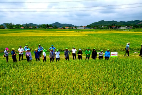 Giống lúa TBR 97 và Thái Xuyên 111 cho năng suất cao tại Nghệ An