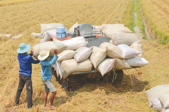 Giá lúa gạo hôm nay 15/5/2025: Giá gạo tăng nhẹ