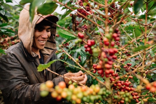 Giá cà phê hôm nay 15/5/2025: Tăng mạnh trở lại