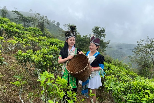 Chè Shan tuyết cổ thụ Kỳ Sơn - Tiềm năng cần được đánh thức