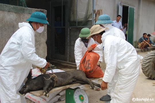Nghệ An chỉ đạo siết chặt công tác phòng, chống dịch bệnh trên vật nuôi