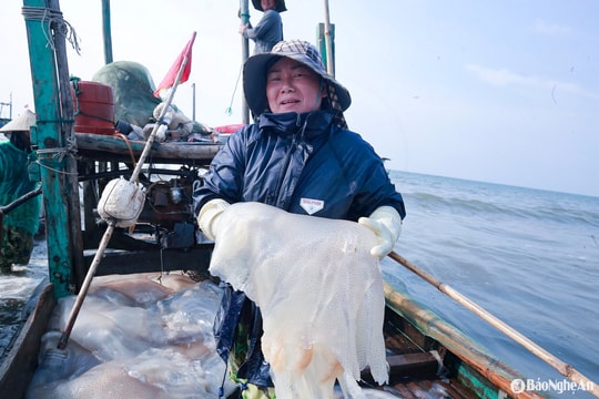 Ngư dân Nghệ An vào mùa đánh bắt sứa biển