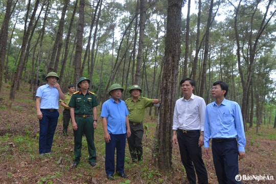 Phó Chủ tịch UBND tỉnh Nghệ An Nguyễn Văn Đệ kiểm tra công tác phòng cháy, chữa cháy rừng