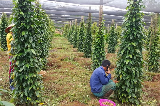 Giá tiêu hôm nay 18/5/2025: Giá ở mức cao