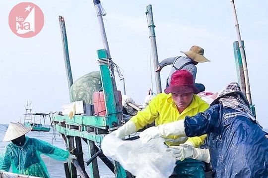 Vào mùa “săn” sứa, nhiều tàu cá Nghệ An kiếm vài triệu đồng một đêm