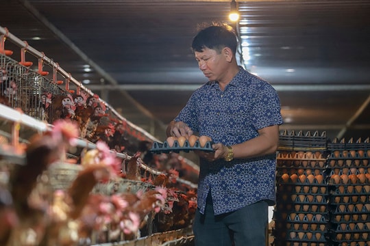 Trứng gà giảm giá còn hơn 1.000 đồng/quả vì tin đồn thất thiệt