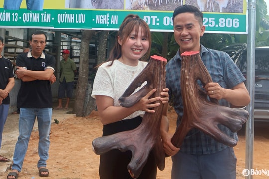 Chiêm ngưỡng cặp nhung nai 'khủng' ở Nghệ An có giá gần 100 triệu đồng