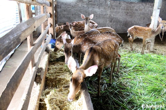 Bí quyết chăn nuôi bằng thảo dược - hướng đi hiệu quả của nông dân Quỳnh Lưu