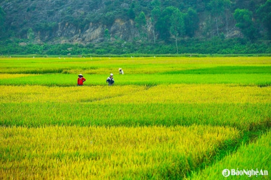 Thời tiết Nghệ An ngày 20/5: Ngày nắng nóng, chiều tối mưa rào và dông