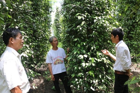 Giá tiêu hôm nay 20/5/2025: Giảm tại Gia Lai