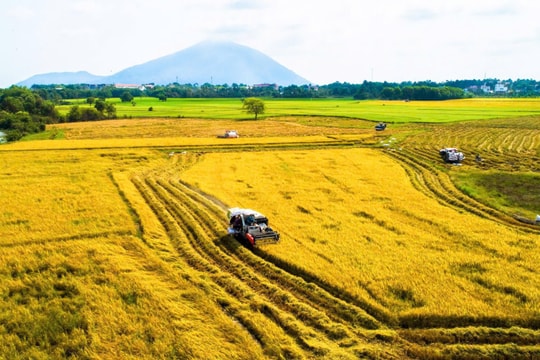 Giá lúa gạo hôm nay 21/5: Gạo tăng nhẹ, phụ phẩm bật giá