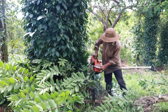 Giá tiêu hôm nay 21/5/2025: Giữ mức cao trên 150,000 đồng