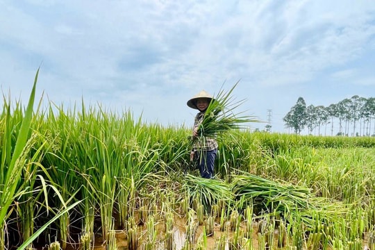 Hơn 2.700 ha lúa tại Nghệ An có tỷ lệ lép xanh, không kết hạt cao