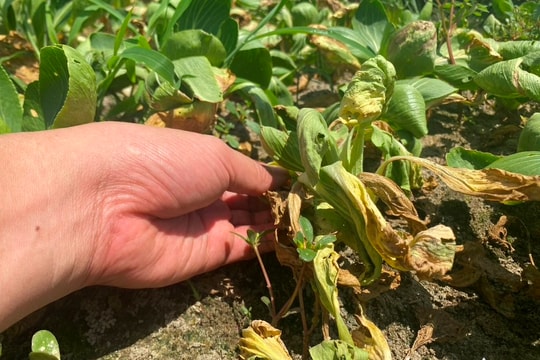 Mưa lớn gây thiệt hại nặng tại 'vựa rau' Quỳnh Lưu