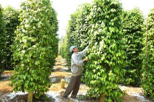 Giá tiêu hôm nay 22/5/2025: Giảm nhẹ tại một số tỉnh