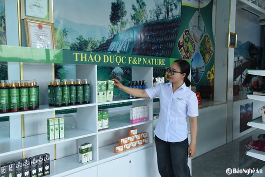 Doanh nghiệp thu mua bưởi non của nông dân Nghĩa Đàn