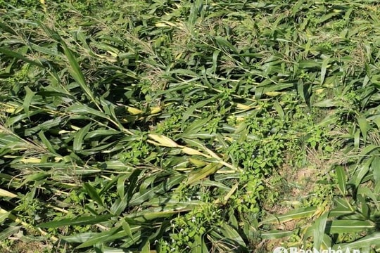 Nhiều diện tích ngô ở Thanh Chương bị đổ gãy do giông lốc