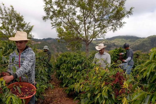 Giá cà phê hôm nay 23/5/2025: Tăng nhẹ trở lại