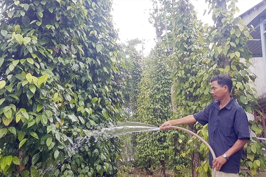 Giá tiêu hôm nay 23/5/2025: Giữ trên 150,000 đồng/kg