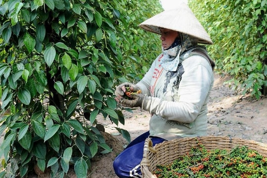 Giá tiêu hôm nay 25/5/2025: Nằm dưới mốc tâm lý