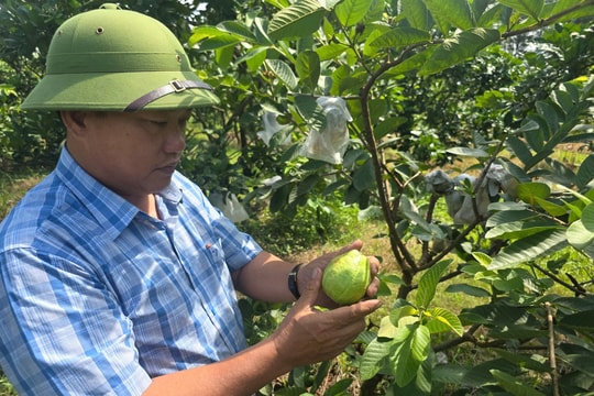 Giám đốc hợp tác xã đau đáu với hành trình trồng cây ăn quả theo chuẩn VietGAP