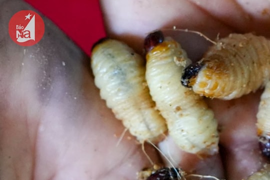 Mô hình nuôi đuông cọ ở vùng biên Nghệ An: Vốn ít, lợi nhuận tốt!