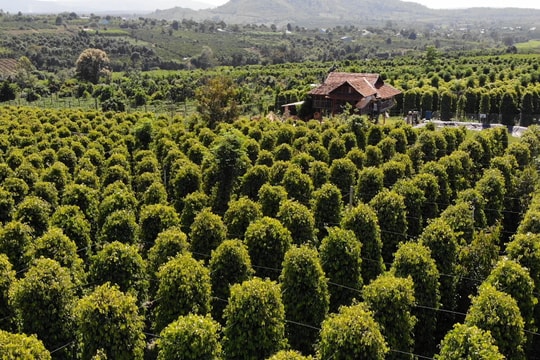 Giá tiêu hôm nay 26/5/2025: Giảm mạnh so với tuần trước