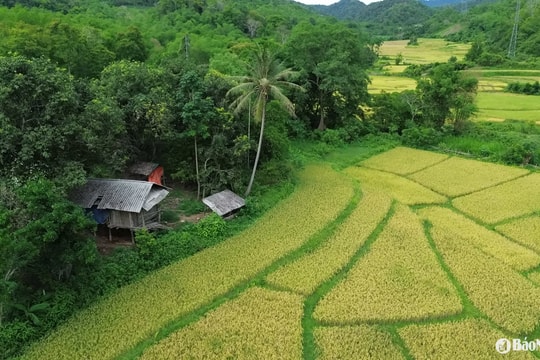 Ngắm cánh đồng lúa chín đẹp như tranh giữa núi rừng miền Tây xứ Nghệ