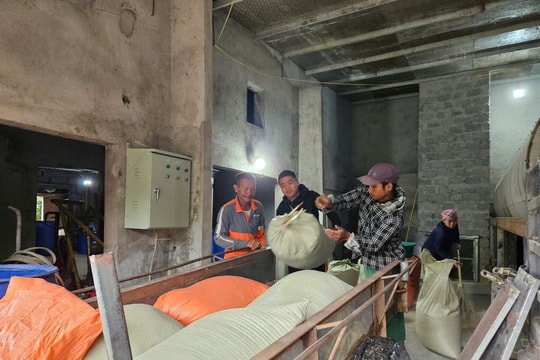 Nông dân Nghệ An xếp hàng chờ sấy lúa