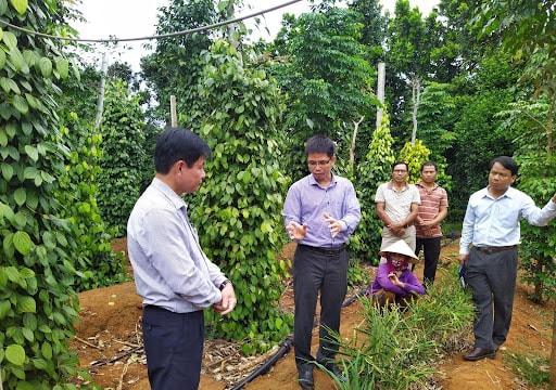 Giá tiêu hôm nay 28/5/2025: Tăng nhẹ trở lại